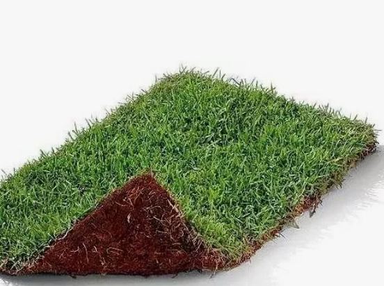 GRAMA ESMERALDA PLACA 40X60 PRIMAVERA UNIDADE (0,24 M2) EMCOMENDA NATURAL